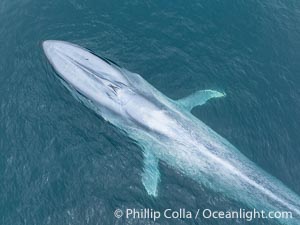 Aerial photo of blue whale near San Diego. This enormous blue whale glides at the surface of the ocean, resting and breathing before it dives to feed on subsurface krill, Balaenoptera musculus