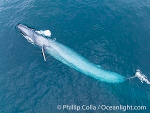 Aerial photo of blue whale near San Diego. This enormous blue whale glides at the surface of the ocean, resting and breathing before it dives to feed on subsurface krill, Balaenoptera musculus