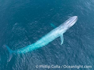 Aerial photo of blue whale near San Diego. This enormous blue whale glides at the surface of the ocean, resting and breathing before it dives to feed on subsurface krill, Balaenoptera musculus