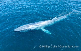 Aerial photo of blue whale near San Diego. This enormous blue whale glides at the surface of the ocean, resting and breathing before it dives to feed on subsurface krill, Balaenoptera musculus
