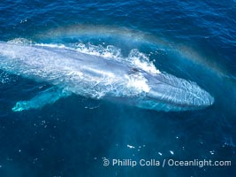 Aerial photo of blue whale with a rainbow in its blow (spout), near San Diego. This enormous blue whale glides at the surface of the ocean, resting and breathing before it dives to feed on subsurface krill, Balaenoptera musculus