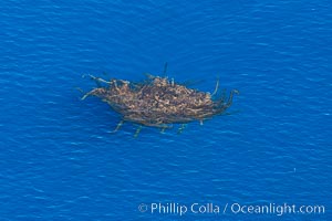 Drift kelp, a kelp paddy, floating patch of kelp on the open ocean which attracts marine life and forms of moving oasis of life, an open ocean habitat, aerial photo, Macrocystis pyrifera