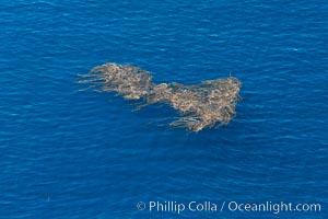 Drift kelp, a kelp paddy, floating patch of kelp on the open ocean which attracts marine life and forms of moving oasis of life, an open ocean habitat, aerial photo, Macrocystis pyrifera