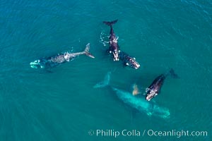 Five southern right whales in courtship group, aerial photo, Eubalaena australis, Argentina, Eubalaena australis, Puerto Piramides, Chubut