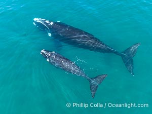 Aerial photo of Southern Right Whale Mother and Calf. Golfo Nuevo, Peninsula Valdes, Argentina. By permission of the Government of Argentina, Chubut, permit # 51 / 2025-SsCyA, Eubalaena australis, Puerto Piramides