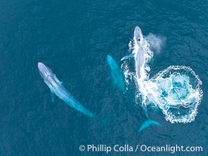 Aerial photo of three blue whales socializing near San Diego, Balaenoptera musculus
