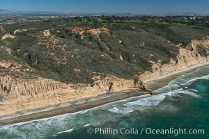 Torrey Pines seacliffs, rising up to 300 feet above the ocean, stretch from Del Mar to La Jolla. On the mesa atop the bluffs are found Torrey pine trees, one of the rare species of pines in the world, Torrey Pines State Reserve, San Diego, California
