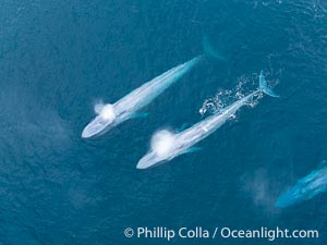 Aerial photo of two blue whales exhaling near San Diego. This enormous blue whale glides at the surface of the ocean, resting and breathing before it dives to feed on subsurface krill, Balaenoptera musculus