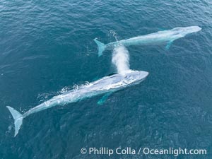 Aerial photo of two blue whales near San Diego. These enormous blue whales glide at the surface of the ocean, resting and breathing before diving to feed on subsurface krill, Balaenoptera musculus