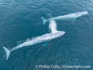 Aerial photo of two blue whales near San Diego. These enormous blue whales glide at the surface of the ocean, resting and breathing before diving to feed on subsurface krill, Balaenoptera musculus