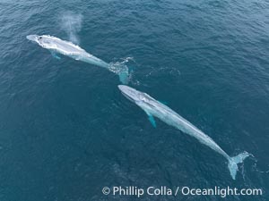 Aerial photo of two blue whales near San Diego. These enormous blue whales glide at the surface of the ocean, resting and breathing before diving to feed on subsurface krill, Balaenoptera musculus