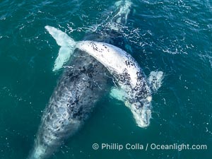 Aerial photo of white Southern Right Whale calf with its mother.  The mother is gray in color, rather than dark black, since she was a white calf herself and gradually darkened to gray as she matured. About five per cent of southern right whales are born white due to a condition known as grey morphism and will gradually turn dark as they age. They are not albino (which is a complete lack of pigmentation). The white coloration is a recessive genetic trait and only lasts a few months. Typically white calves become much darker as they mature but will still be lighter than normal even as adults. By permission of the Government of Argentina, Chubut, permit # 51 / 2025-SsCyA, Eubalaena australis, Puerto Piramides