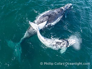 Aerial photo of white Southern Right Whale calf with its mother.  The mother is gray in color, rather than dark black, since she was a white calf herself and gradually darkened to gray as she matured. About five per cent of southern right whales are born white due to a condition known as grey morphism and will gradually turn dark as they age. They are not albino (which is a complete lack of pigmentation). The white coloration is a recessive genetic trait and only lasts a few months. Typically white calves become much darker as they mature but will still be lighter than normal even as adults. By permission of the Government of Argentina, Chubut, permit # 51 / 2025-SsCyA, Eubalaena australis, Puerto Piramides