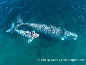 Aerial photo of white Southern Right whale calf with its mother. The mother is light gray rather than the more typical black, an indication that she was white when she was a calf, Puerto Piramides, Chubut, Argentina