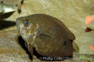 African climbing perch, a freshwater fish native to the Congo river basin, Ctenopoma acutirostre