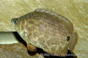 African climbing perch, a freshwater fish native to the Congo river basin, Ctenopoma acutirostre