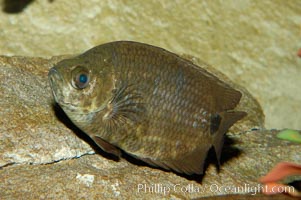 African climbing perch, a freshwater fish native to the Congo river basin, Ctenopoma acutirostre