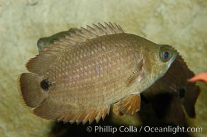 African climbing perch, a freshwater fish native to the Congo river basin, Ctenopoma acutirostre