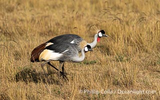 African Crowned Crane, Balearica regulorum, Mara Triangle, Kenya, Balearica regulorum, Mara North Conservancy