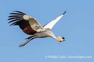 African Crowned Crane in Flight, Balearica regulorum, Mara Triangle, Kenya, Balearica regulorum, Mara North Conservancy
