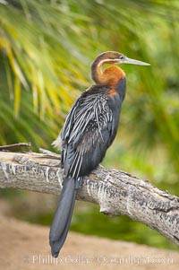 African darter.   Darters are also known as snakebirds because they swim with only their heads and necks out of the water.  A hinge mechanism at the birds eighth neck vertebra enables the bird to strike, snapping up insects on the water and stabbing fish.  A stabbed fish is shaken loose, flipped up in the air and swallowed head first, Anhinga rufa rufa