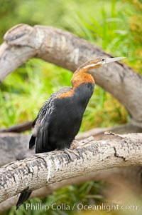 African darter.   Darters are also known as snakebirds because they swim with only their heads and necks out of the water.  A hinge mechanism at the birds eighth neck vertebra enables the bird to strike, snapping up insects on the water and stabbing fish.  A stabbed fish is shaken loose, flipped up in the air and swallowed head first, Anhinga rufa rufa