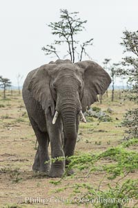 African elephant, Loxodonta africana, Olare Orok Conservancy
