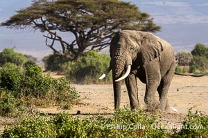 African elephant, Amboseli National Park, Loxodonta africana