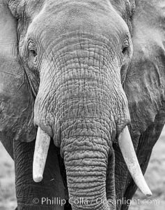 African elephant, Amboseli National Park, Kenya