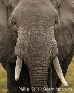 African elephant, Amboseli National Park, Kenya, Loxodonta africana