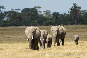 African elephant, Amboseli National Park, Kenya, Loxodonta africana