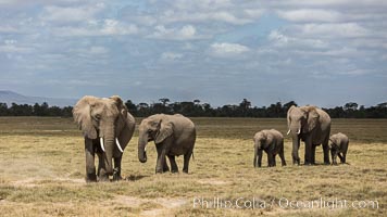 African elephant, Amboseli National Park, Kenya, Loxodonta africana