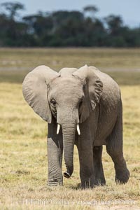 African elephant, Amboseli National Park, Kenya., Loxodonta africana, natural history stock photograph, photo id 29499
