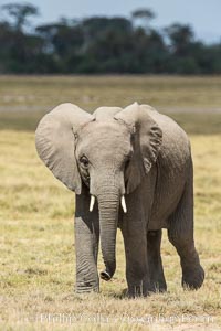 African elephant, Amboseli National Park, Kenya, Loxodonta africana