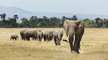 African elephant, Amboseli National Park, Kenya., Loxodonta africana, natural history stock photograph, photo id 29503