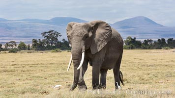 African elephant, Amboseli National Park, Kenya
