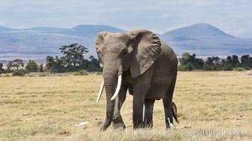 African elephant, Amboseli National Park, Kenya, Loxodonta africana