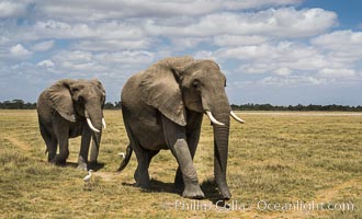 African elephant, Amboseli National Park, Kenya., Loxodonta africana, natural history stock photograph, photo id 29507