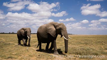 African elephant, Amboseli National Park, Kenya., Loxodonta africana, natural history stock photograph, photo id 29508
