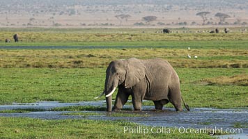 African elephant, Amboseli National Park, Kenya, Loxodonta africana