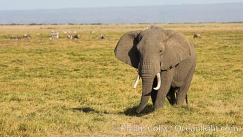 African elephant, Amboseli National Park, Kenya, Loxodonta africana