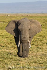 African elephant, Amboseli National Park, Kenya, Loxodonta africana