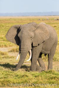 African elephant, Amboseli National Park, Kenya, Loxodonta africana