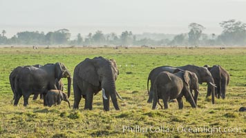 African elephant, Amboseli National Park, Kenya, Loxodonta africana