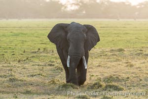 African elephant, Amboseli National Park, Kenya, Loxodonta africana