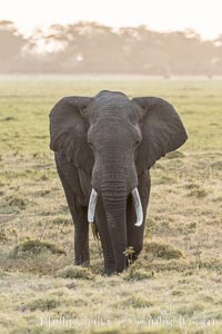 African elephant, Amboseli National Park, Kenya., Loxodonta africana, natural history stock photograph, photo id 29528