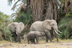 African elephant, Amboseli National Park, Kenya, Loxodonta africana