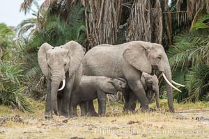 African elephant, Amboseli National Park, Kenya