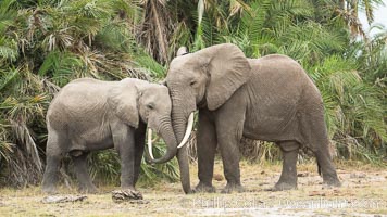 African elephant, Amboseli National Park, Kenya, Loxodonta africana