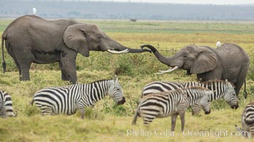 African elephant, Amboseli National Park, Kenya, Loxodonta africana